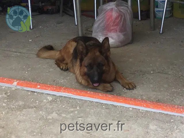 chienne perdue 26200 Montélimar Maya chienne lost 26200 Montélimar Maya
