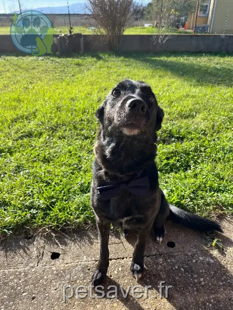 dog lost 26600 Mercurol-Veaunes Gaya dog lost 26600 Mercurol-Veaunes Gaya