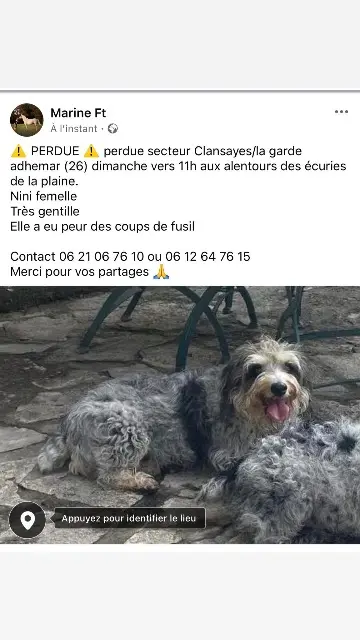 chienne lost   26700 La Garde-Adhémar Nine