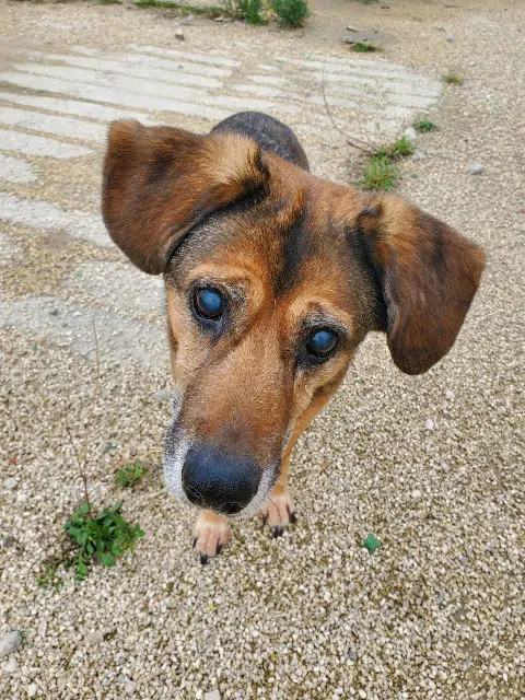 chienne lost   26190 Oriol-en-Royans Nola