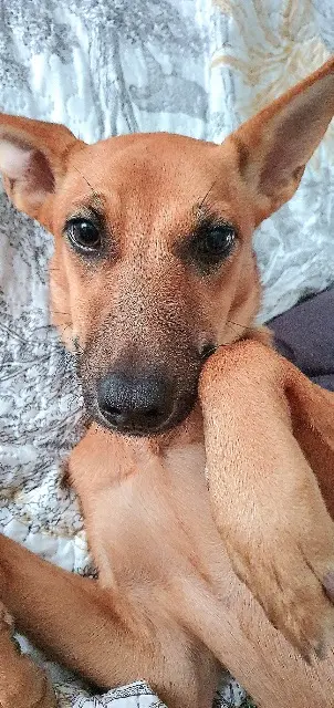 chienne lost   26100 Romans-sur-Isère Olga