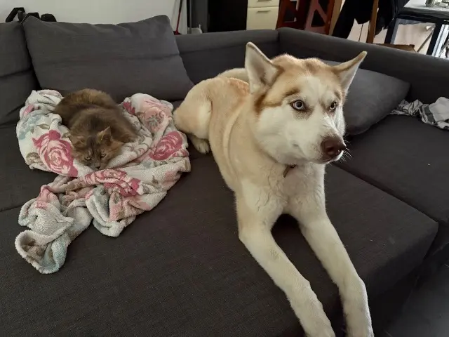 chienne lost   26300 Châteauneuf-sur-Isère Reve