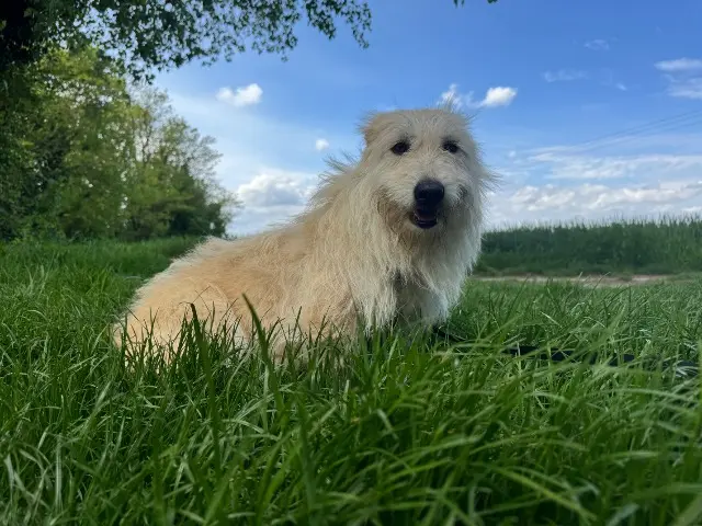 chienne lost   26320 Saint-Marcel-lès-Valence Sasha