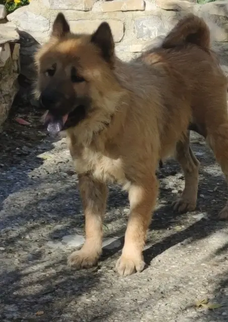 chienne lost   26700 Pierrelatte Smoothie