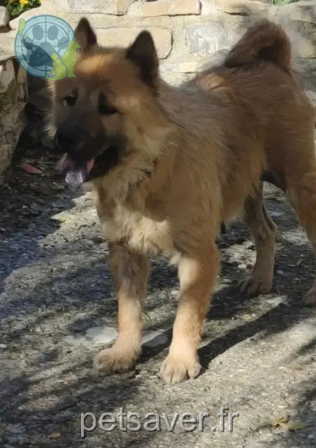 dog lost 26700 Pierrelatte Smoothie dog lost 26700 Pierrelatte Smoothie