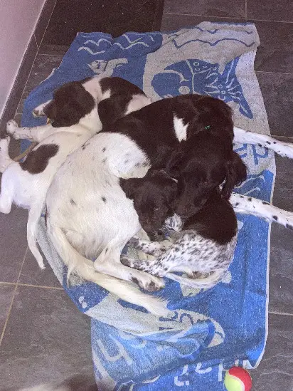 Chienne Perdue 26 Drôme - Sterling-et-vasco Chienne Perdue 26 Drôme - Sterling-et-vasco