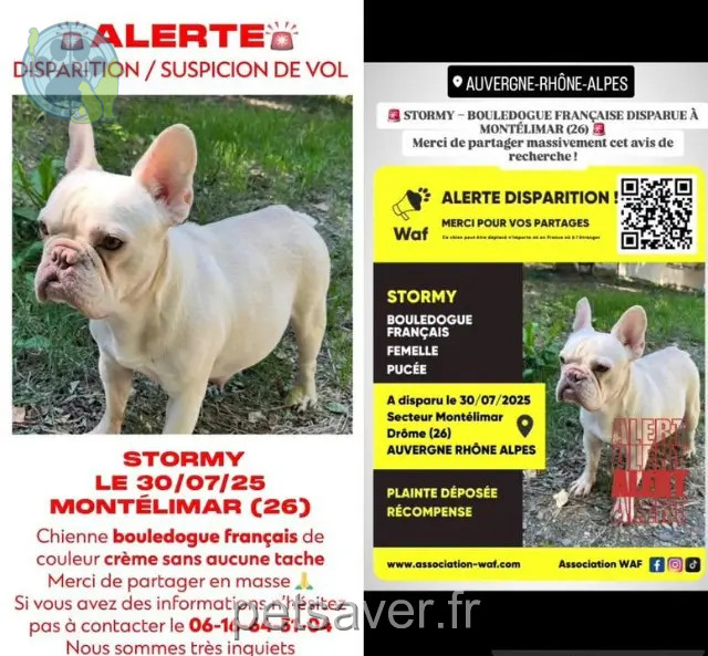 chienne perdue 26200 Montélimar Stormy chienne lost 26200 Montélimar Stormy