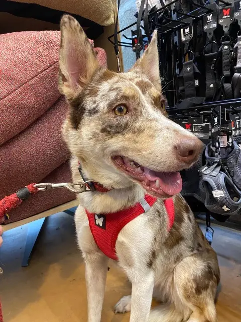 chienne lost   26190 Saint-Laurent-en-Royans Uma