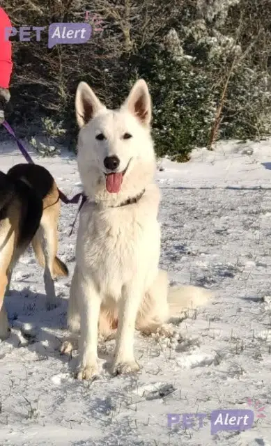 chienne lost   26300 Rochefort-Samson Volga