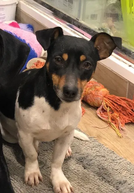 chienne lost   27490 Clef-Vallée-d'Eure Truffe