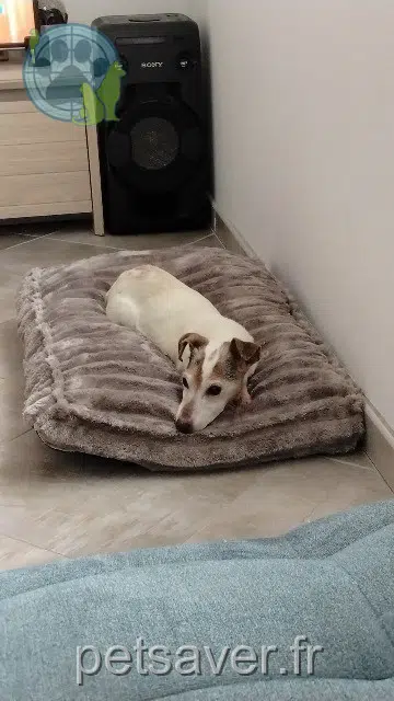 chienne lost   27390 Montreuil-l'Argillé Fortune