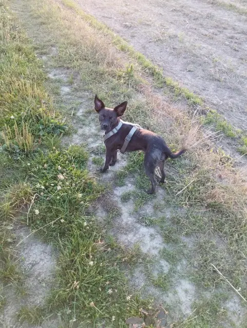 chienne lost   27110 Sainte-Colombe-la-Commanderie Helya