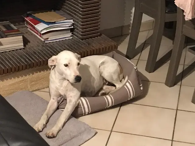 chienne lost   27440 Lisors Ice