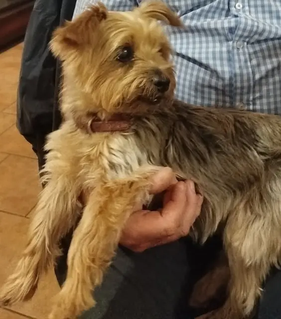 chienne lost   27170 Beaumont-le-Roger Isis