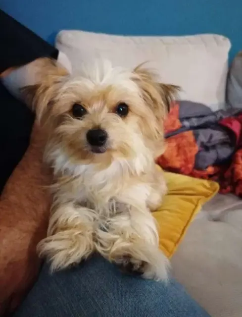 chienne lost   27110 Écauville Kalie