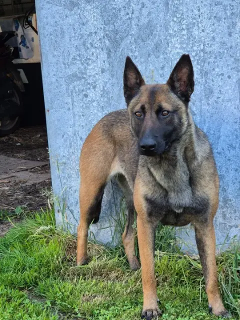 chienne lost    Mesnil-en-Ouche Janna