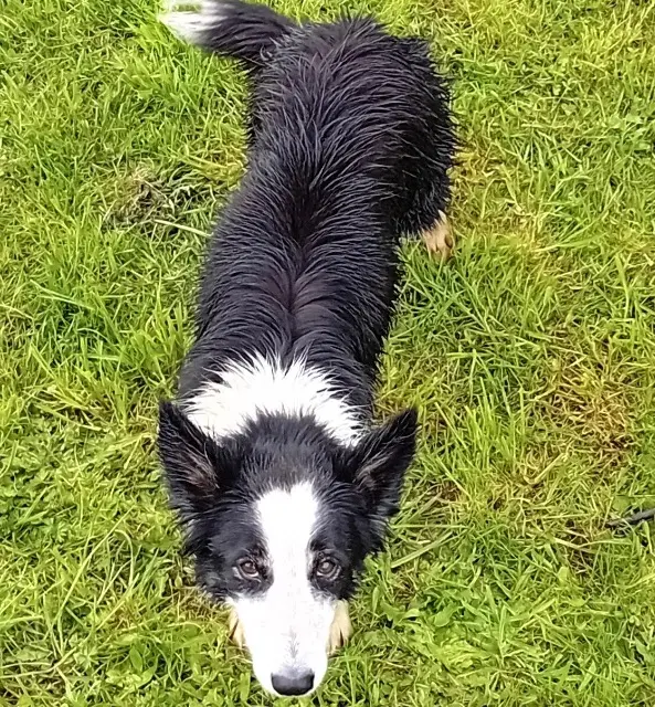 chienne lost    Mesnils-sur-Iton Izie