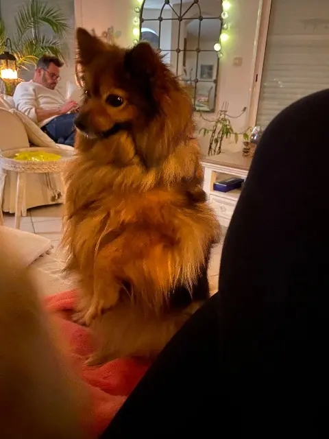 chienne lost   27140 Gisors Molly