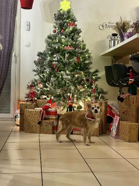 chienne lost   27320 Marcilly-la-Campagne Nala