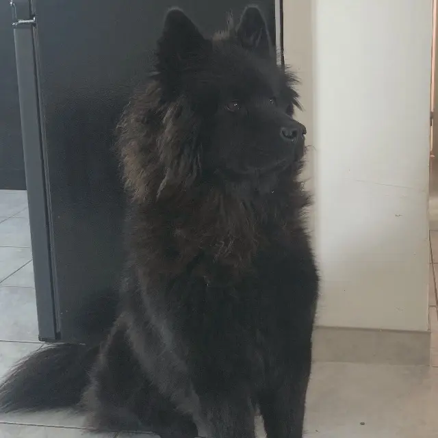 chienne lost   27220 Mousseaux-Neuville Ollyn’s