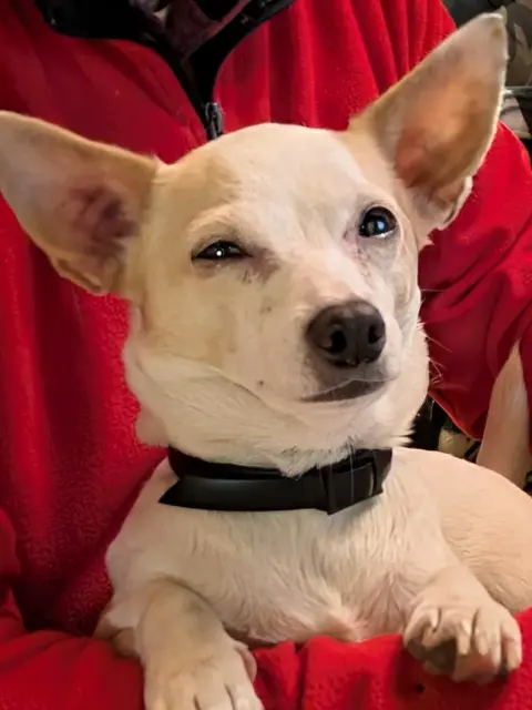chienne lost   27430 Connelles Ruby