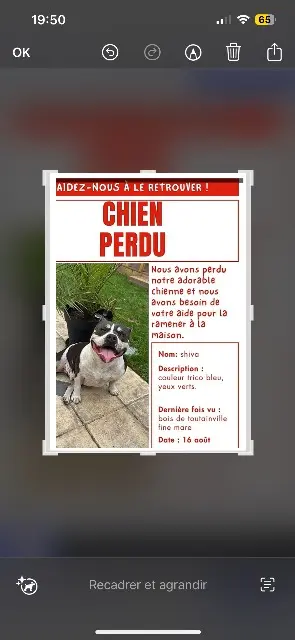 chienne lost   27500 Toutainville Shiva