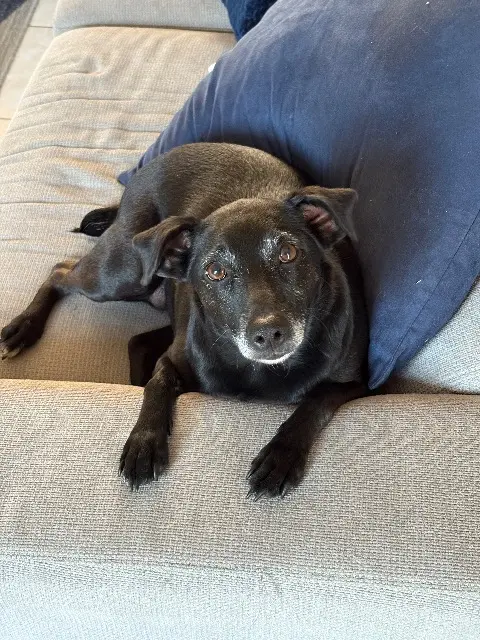 chienne lost   27320 Nonancourt Sia