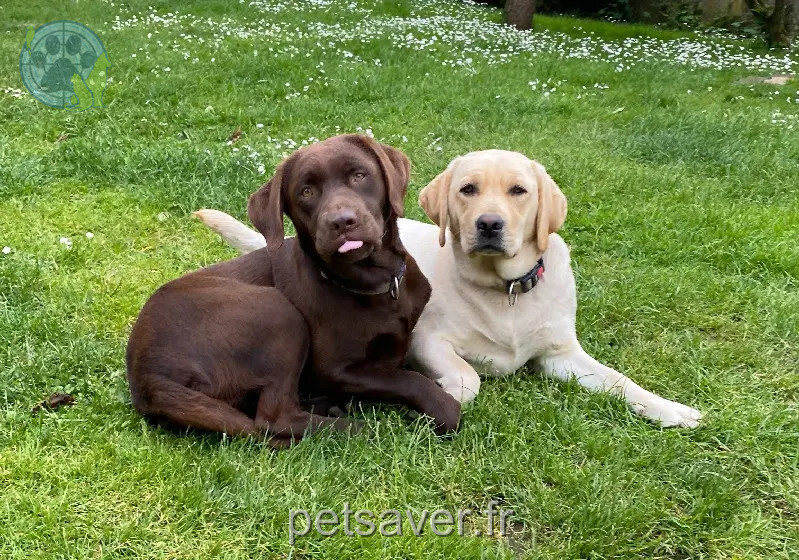 Chienne Perdue 27 Eure - Tootsie-&-unik Chienne Perdue 27 Eure - Tootsie-&-unik