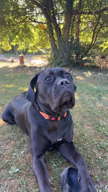 chienne lost   27190 Glisolles Ulka