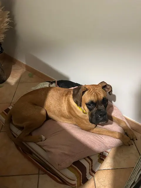 chienne lost   27370 Tourville-la-Campagne vaiana