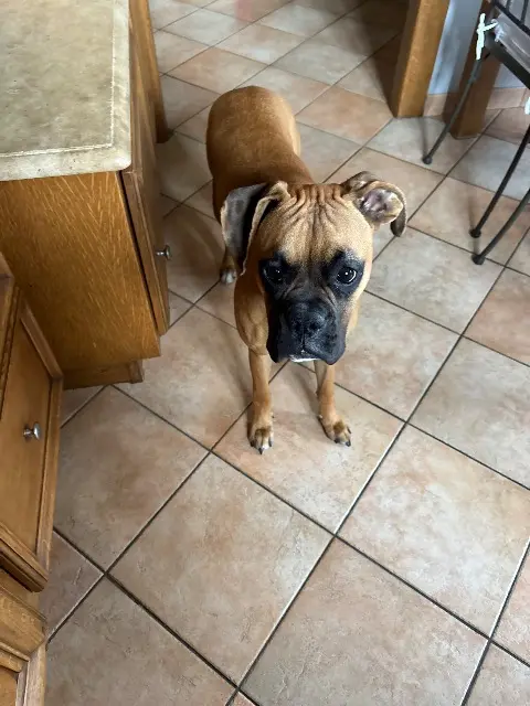 chienne lost   27370 Tourville-la-Campagne Vaiana