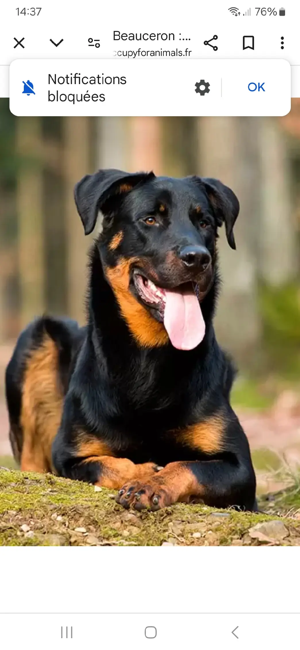 Chienne Perdue 27 Eure Chienne Perdue 27 Eure