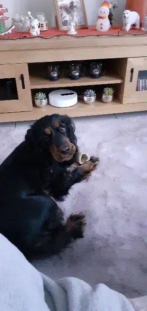 chienne lost   28630 Barjouville Aisy