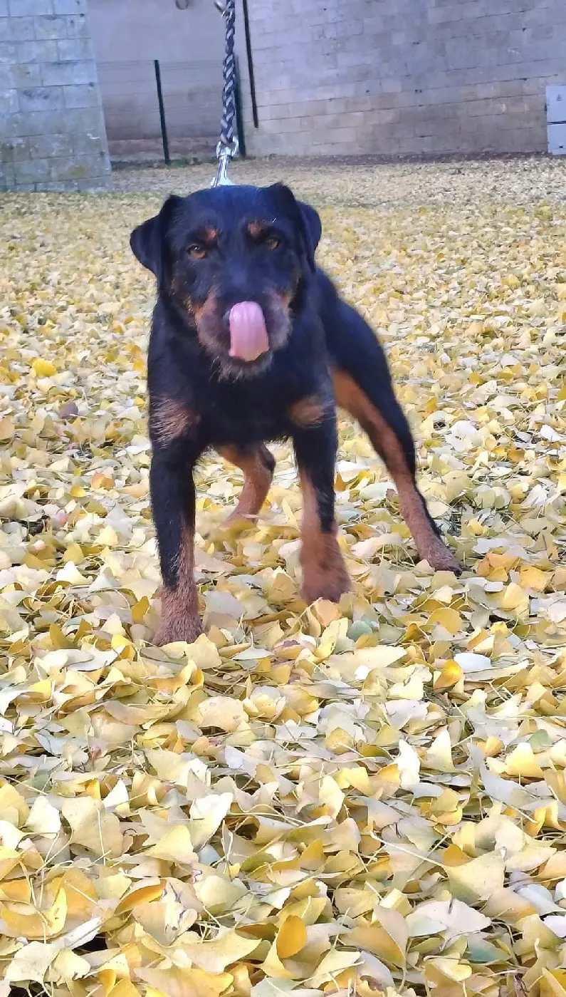 Chienne Perdue 28 Eure-et-Loir - Aki Chienne Perdue 28 Eure-et-Loir - Aki
