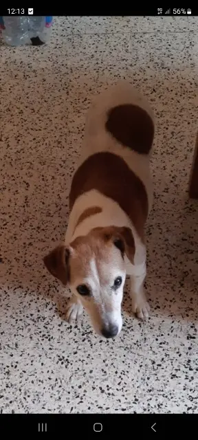 chienne lost   28120 Illiers-Combray Gaia