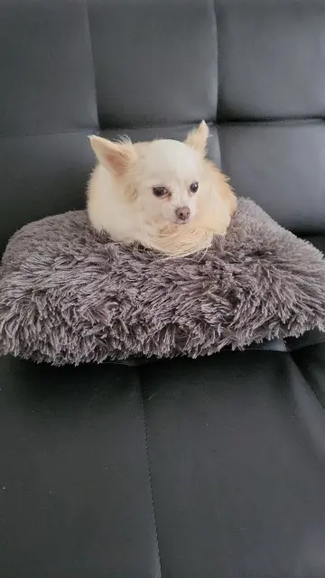 chienne lost   28300 Mainvilliers Gladys