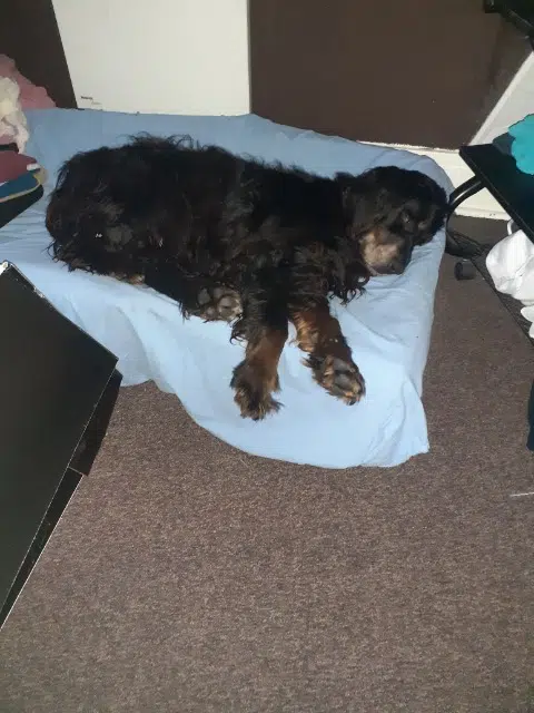 chienne lost   28290 Chapelle-Royale Isis