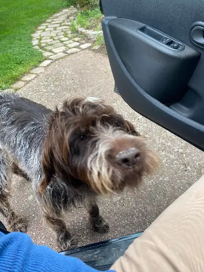 Chienne Perdue 28 Eure-et-Loir - Leetchie Chienne Perdue 28 Eure-et-Loir - Leetchie