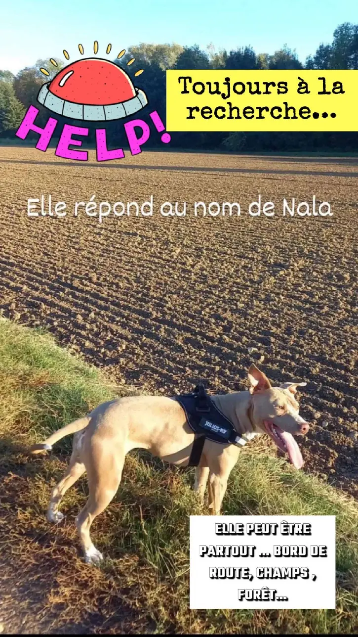 Chienne Perdue 28 Eure-et-Loir - Nala Chienne Perdue 28 Eure-et-Loir - Nala