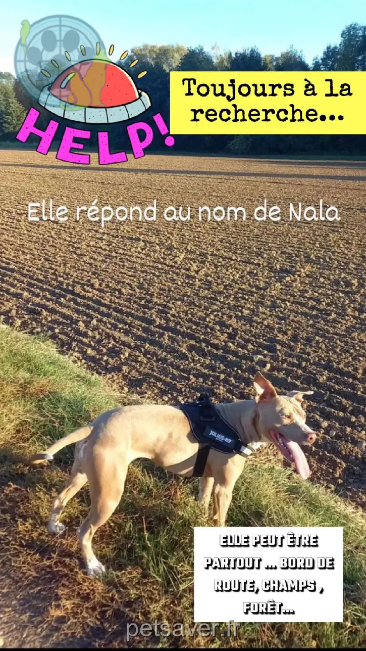 Chienne Perdue 28 Eure-et-Loir - Nala Chienne Perdue 28 Eure-et-Loir - Nala