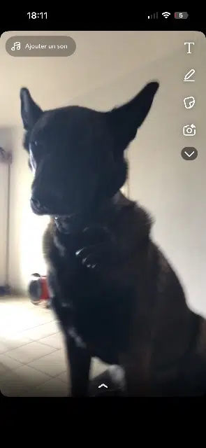 chienne lost   28170 Saint-Maixme-Hauterive Orea