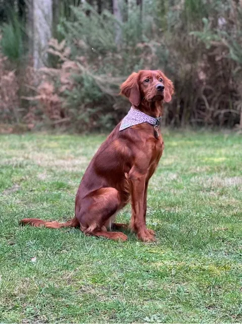 chienne lost   28500 Aunay-sous-Crécy Sybelle