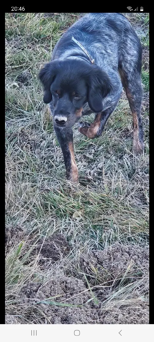 Chienne Perdue 28 Eure-et-Loir - Tina Chienne Perdue 28 Eure-et-Loir - Tina