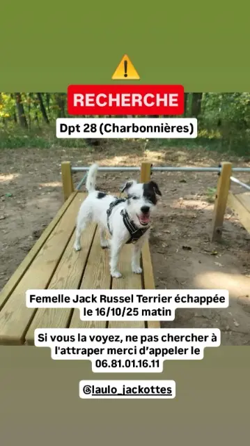 chienne lost   28330 Charbonnières Tip