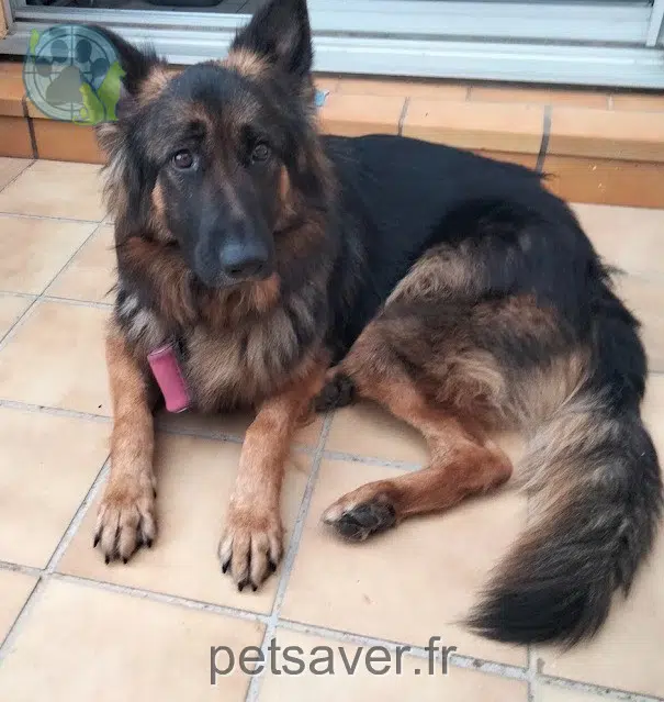 chienne perdue 28240 Saint-Éliph Toscane chienne lost 28240 Saint-Éliph Toscane