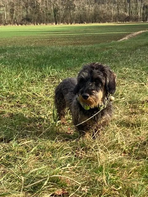 chienne lost   28200 Moléans Trompette