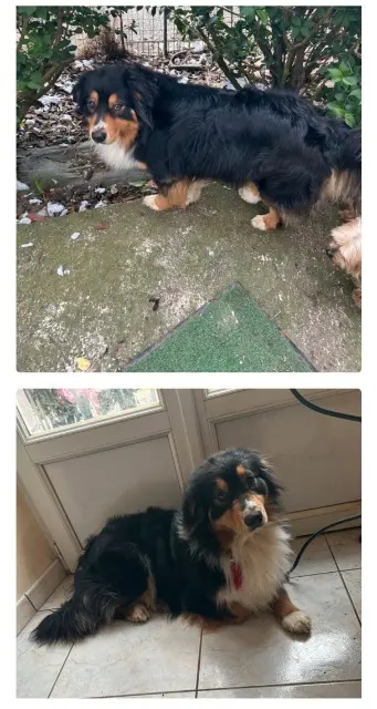 chienne lost   28120 Vieuvicq Una