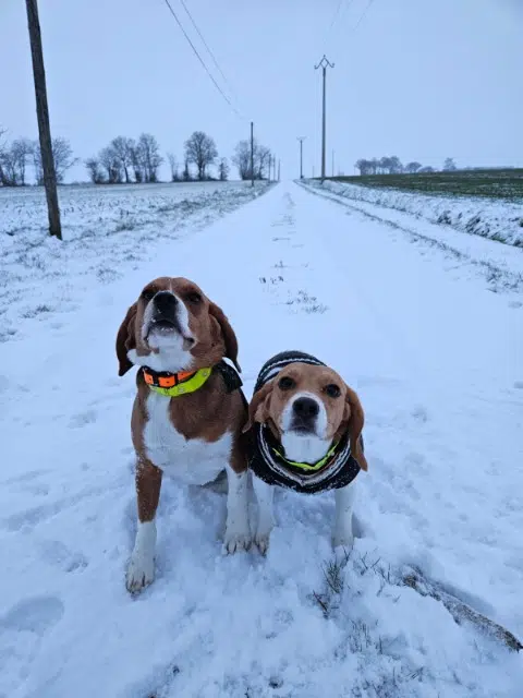 chienne lost   28290 Vald'Yerre Vanillewoody