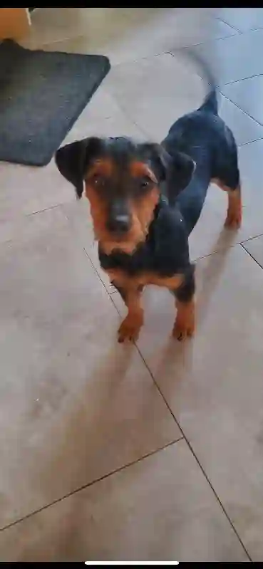 Chienne Perdue 28 Eure-et-Loir - Vilky Chienne Perdue 28 Eure-et-Loir - Vilky