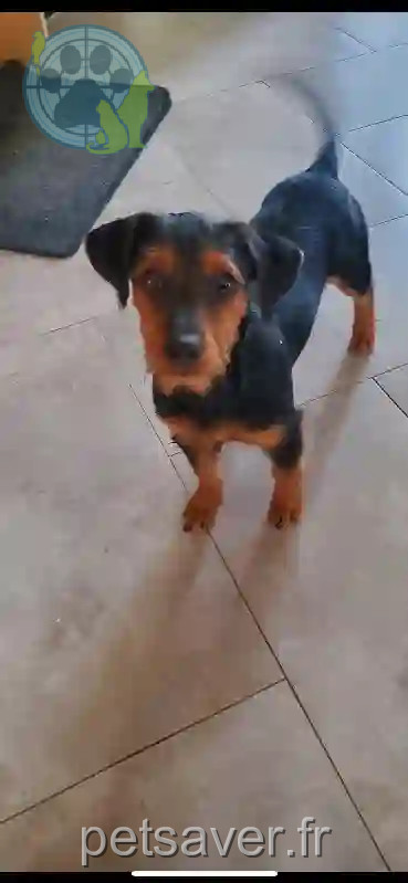 Chienne Perdue 28 Eure-et-Loir - Vilky Chienne Perdue 28 Eure-et-Loir - Vilky